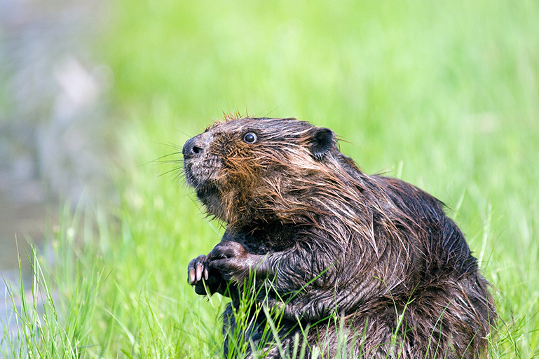 https://shamrockwildlifeservices.com/wp-content/uploads/2017/12/beaverremoval1.jpg