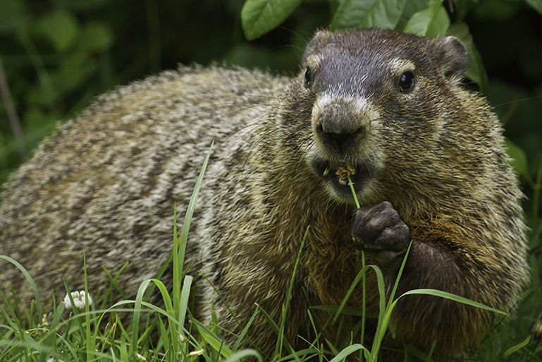 Groundhog Removal | Groundhog Trapping | Groundhog Control | NW Indiana