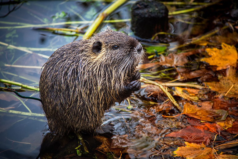 Muskrat Removal | Muskrat Trapping | Muskrat Control | NW Indiana