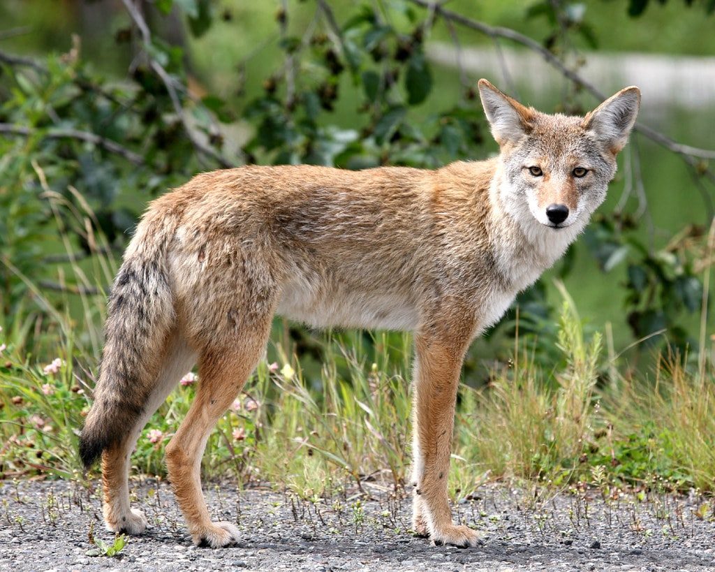 Coyote removal, coyote trapping, coyote damage repair in Northwest Indiana